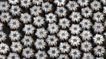 The Mighty Federal HST